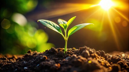 Young Sprout Emerging from Soil - Growth, Nature, Botany Stock Photo