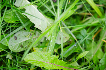 Top view of meadow with grass and water drops neat the Swiss Airport Zürich Kloten on an autumn day. Photo taken November 30th, 2024, Zurich, Switzerland.