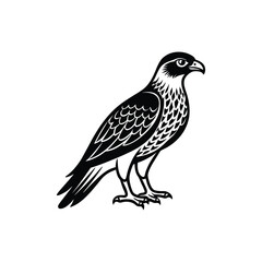 hawk bird with full body 