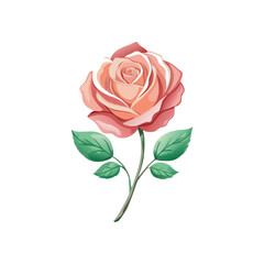 Fototapeta premium pink rose isolated on white background