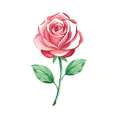 rose vector illustration isolated on a white background