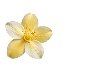 Fototapeta premium Winter Jasmine Flower Placed on Left Side Isolated on White Background