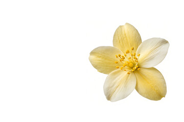 Winter Jasmine Flower Placed on Right Side Isolated on White Background