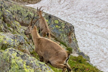 Mountain goat ibex in the Alps mountains in the wild nature. Horned wild animal in the alpine...