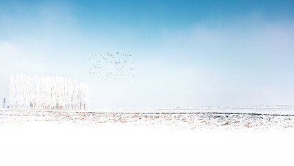 Snow-covered trees and birds under a clear winter sky in Erzurum, Turkey.