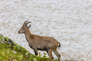 Mountain goat ibex in the Alps mountains in the wild nature. Horned wild animal in the alpine...