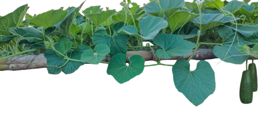 branch of a tree with leaves, a gourd plant with green leaves and leaves on a branch, a gourd plant growing on a branch, 