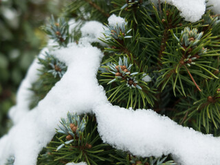 Bush with snow on