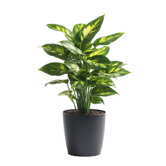 house plant isolated on white background full depth of field 