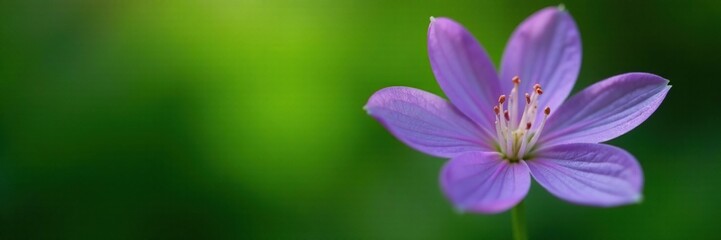 Fototapeta premium Delicate violet flower with clear stamens on a lush green background, plant, botany