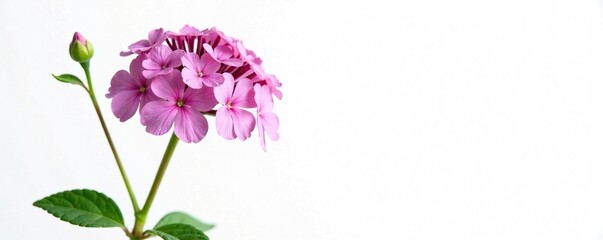Naklejka premium Full Valerian flower in bloom against a white background, blossoms, blossom, stem