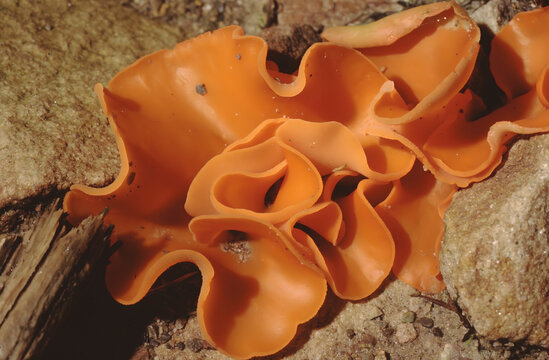 closeup of Aleuria aurantia (orange peel fungus)