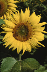 sunflower head in sunflower field