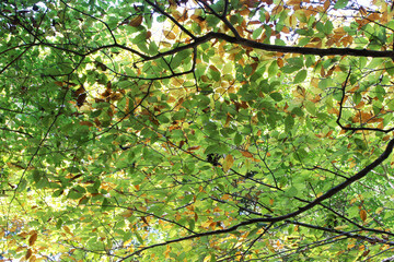 Beautiful green and yellow leaves in autumn. Trees with colorful foliage in fall forest bottom...