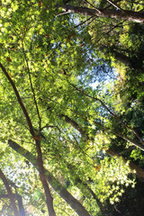 Fototapeta premium Beautiful green leaves of Acer Palmatum, Japanese Maple tree in autumn. Trees with bright foliage in fall bottom view. Natural forest in a sunny day background.