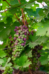 Concord Grapes growing on a vine in a garden. Several beautiful concord grapes hanging on a grape vine