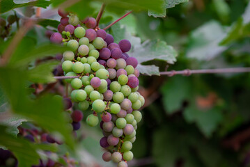 Concord Grapes growing on a vine in a garden. Several beautiful concord grapes hanging on a grape vine
