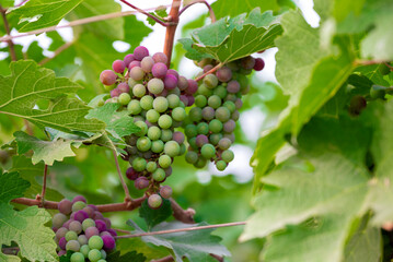 Concord Grapes growing on a vine in a garden. Several beautiful concord grapes hanging on a grape vine