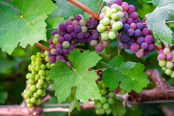 Concord Grapes growing on a vine in a garden. Several beautiful concord grapes hanging on a grape vine