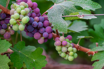 Concord Grapes growing on a vine in a garden. Several beautiful concord grapes hanging on a grape...
