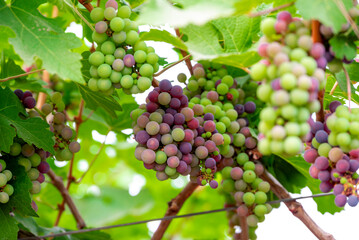 Concord Grapes growing on a vine in a garden. Several beautiful concord grapes hanging on a grape vine