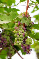 Concord Grapes growing on a vine in a garden. Several beautiful concord grapes hanging on a grape vine