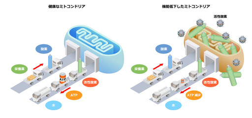ミトコンドリアの状態