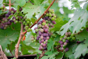 Concord Grapes growing on a vine in a garden. Several beautiful concord grapes hanging on a grape vine