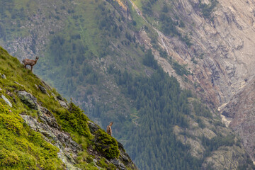 Mountain goat ibex in the Alps mountains in the wild nature. Horned wild animal in the alpine...