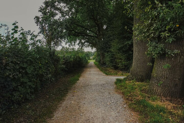 A quiet street in the countryside, surrounded by trees and greenery