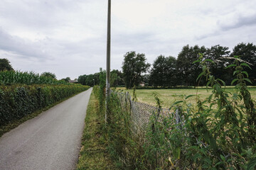 A pedestrian pathway in the countryside, surrounded by tall corn stalks