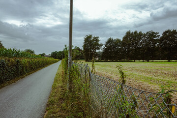 A pedestrian pathway in the countryside, surrounded by tall corn stalks