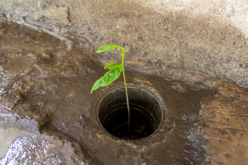 Drain Hole on Rough Concrete Floor with Single Plant