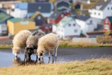Triplets, Faroe Islands