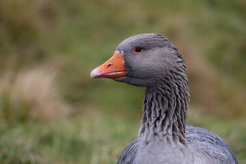 Faroese Goose, Faroe Islands