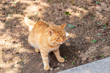 A lovely Chinese garden cat