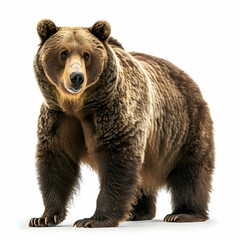 Fototapeta premium Majestic Grizzly Bear Standing Proud in Natural Forest Habitat