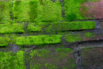 Green Moss Thriving on Damp Brick Wall