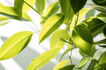 Close-up of vibrant foliage with sunlight filtering through creating natural shadows isolated on white background