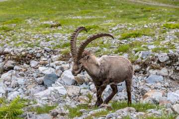 Mountain goat ibex in the Alps mountains in the wild nature. Horned wild animal in the alpine...