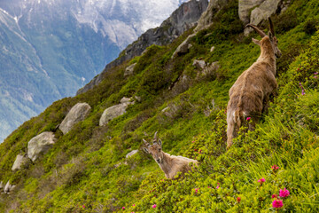 Mountain goat ibex in the Alps mountains in the wild nature. Horned wild animal in the alpine environment. Ibex male and female on the green alpine meadow in summer