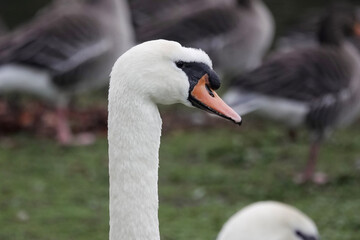 Closeup of the head of a Mute Swan (Cygnus olor)