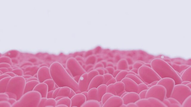 3d animation of intestinal epithelium is the single cell layer that form the luminal surface  of intestine (colon) of the gastrointestinal tract 