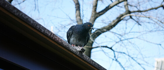 pigeon on a fence
