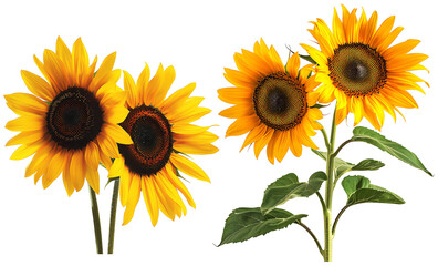 Set of sunflowers on transparent background © prutsapa