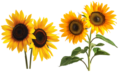 Set of sunflowers on transparent background