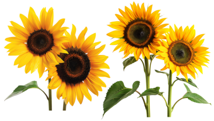 Set of sunflowers on transparent background