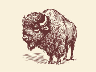 American Bison Hand Drawn Illustration Sketch Vector Isolated