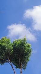 Tree tops on the background of bright sky and clouds with copy space