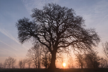 tree burial